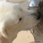 What kind of water do you give your pets in San Antonio.