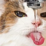 What kind of water do you give your Pets?