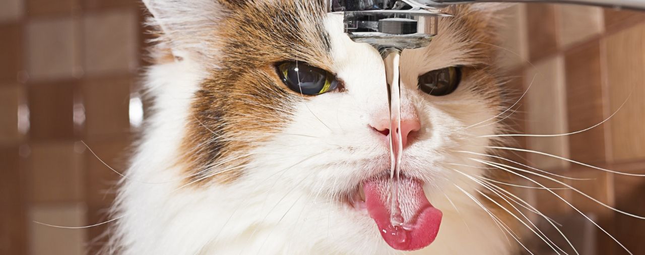 What Kind of water should my pet drink?